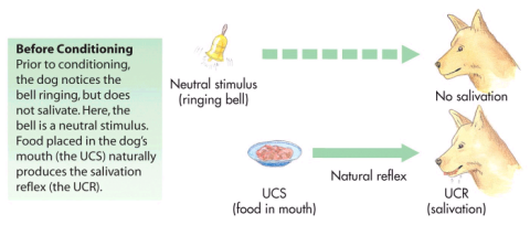 pavlov experiment pavlov experiment