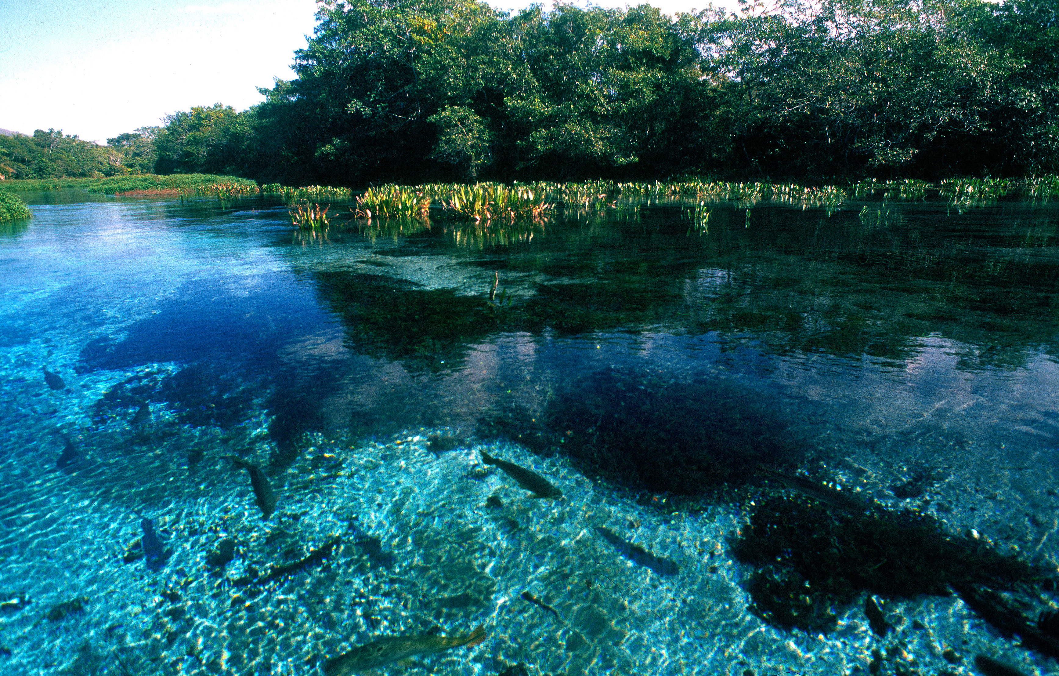 Природные воды бразилии. Болота Пантанал Бразилия. Впадина Пантанал. Заповедник Пантанал. Озеро Пантанал.