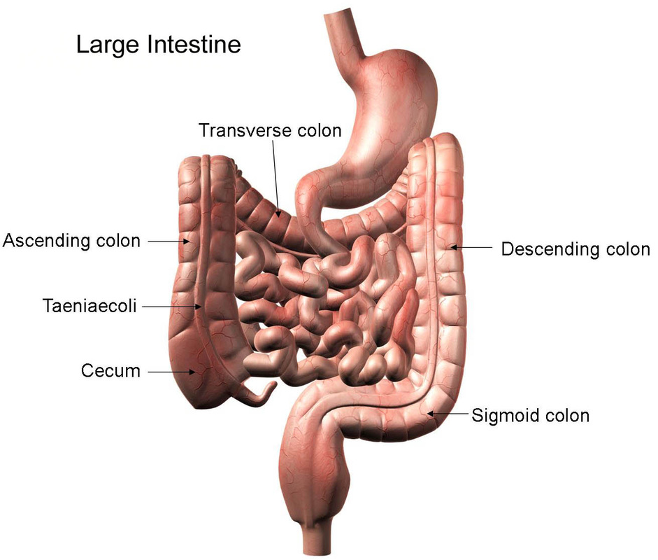 ipicture of your colon with pats labeled