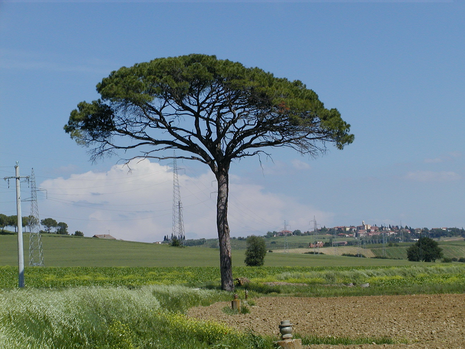 Произрастание деревьев. Сосна итальянская Пиния. Пиния (Pinus pinea). Средиземноморская сосна Пиния. Средиземноморская сосна Везувий.