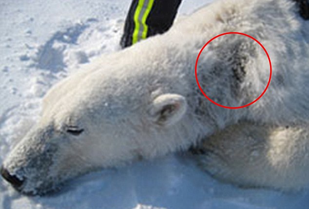 polar bear digestive system adaptations