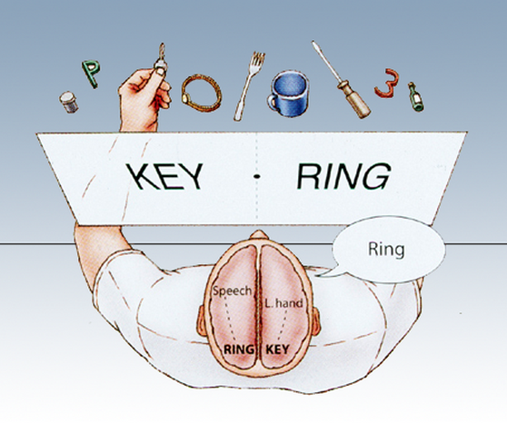 experiments with split brain patients have illustrated that