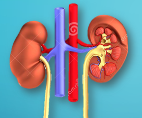 El Corazón. copy1 copy1 on emaze