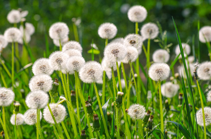 Image result for Las bondades del Diente de león, razones para nunca eliminarlas de tu jardín (más bien recolectarlas)