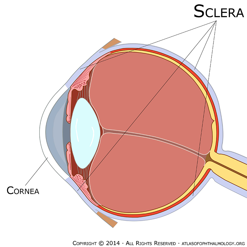 Как называется прозрачная часть белочной оболочки глаза. Строение глаза склера. Строение глазного яблока склера. Склера глаза анатомия. Склера и роговица анатомия глаза.
