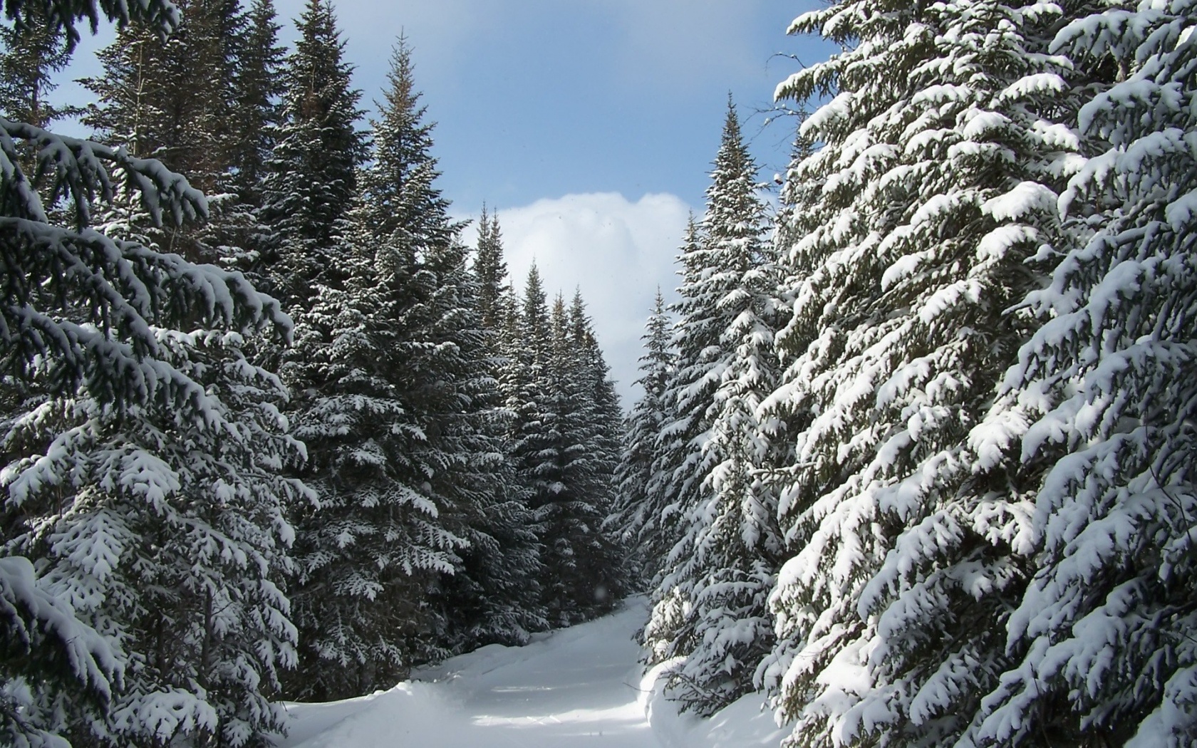 Coniferous Forest on emaze