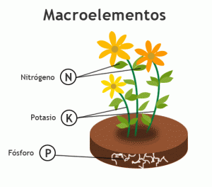 Resultado de imagen para los macroelementos