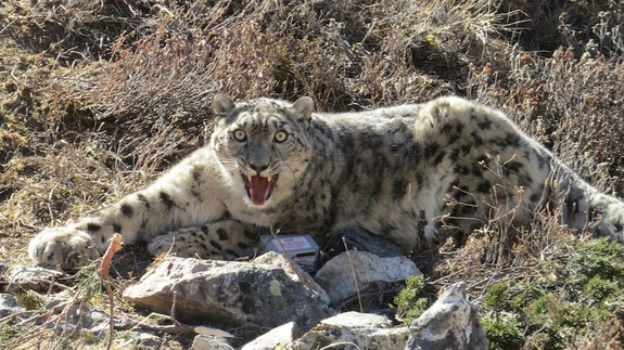 _DSC1773 snow leopard camo 1 web, This is the female of the…