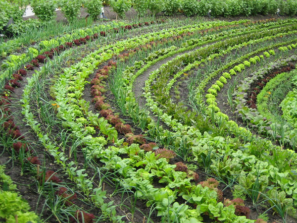 Maestría en Ciencias en Productividad en Agroecosistemas