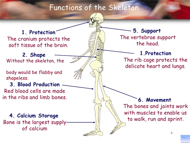 Skeletal System on emaze