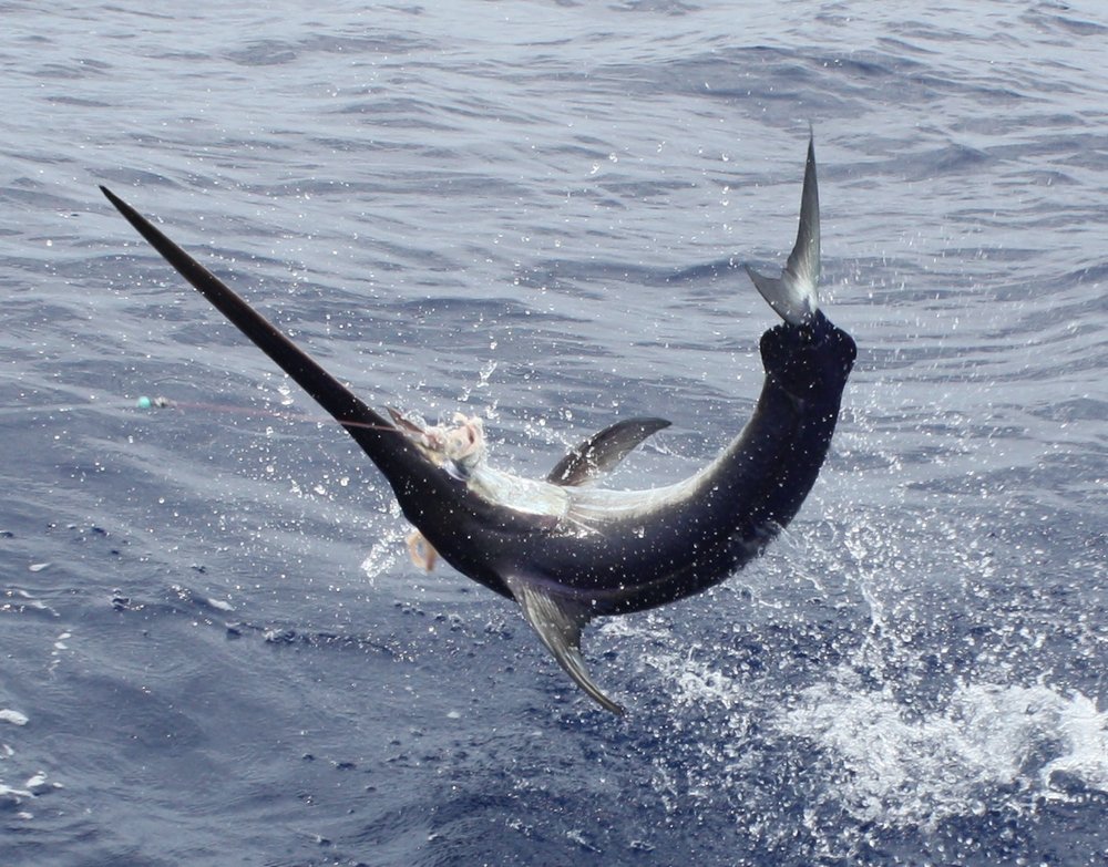 Swordfishby Kameron on emaze