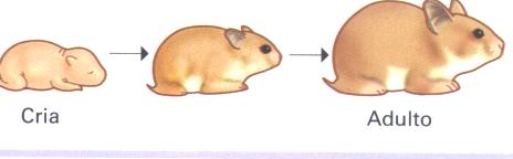 Resultado de imagen para animales en desarrollo