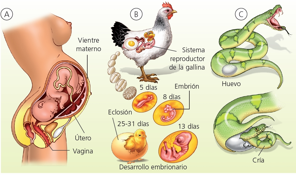Despues de una transferencia de embriones cuando se implantan