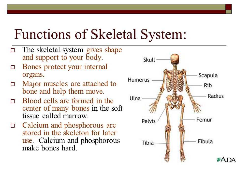 Supports bones. Skeleton functions. Functions of the skeletal System. Скелет человека на английском. Кости человека на английском.