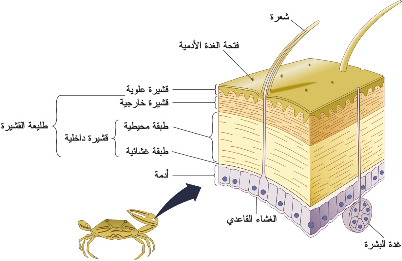 إحدى فوائد الهيكل الخارجي للمفصليات هي حماية أنسجة الجسم الطرية.