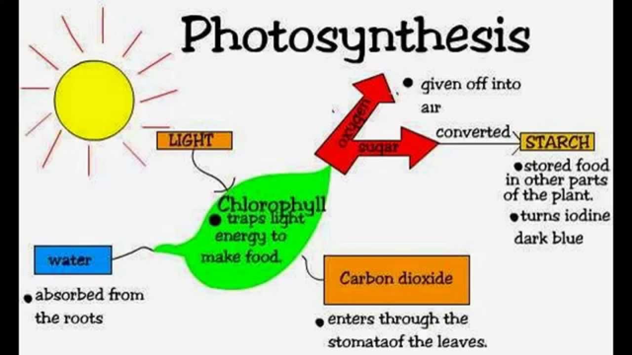 Biology Form 4 Chapter 2 Essay Question