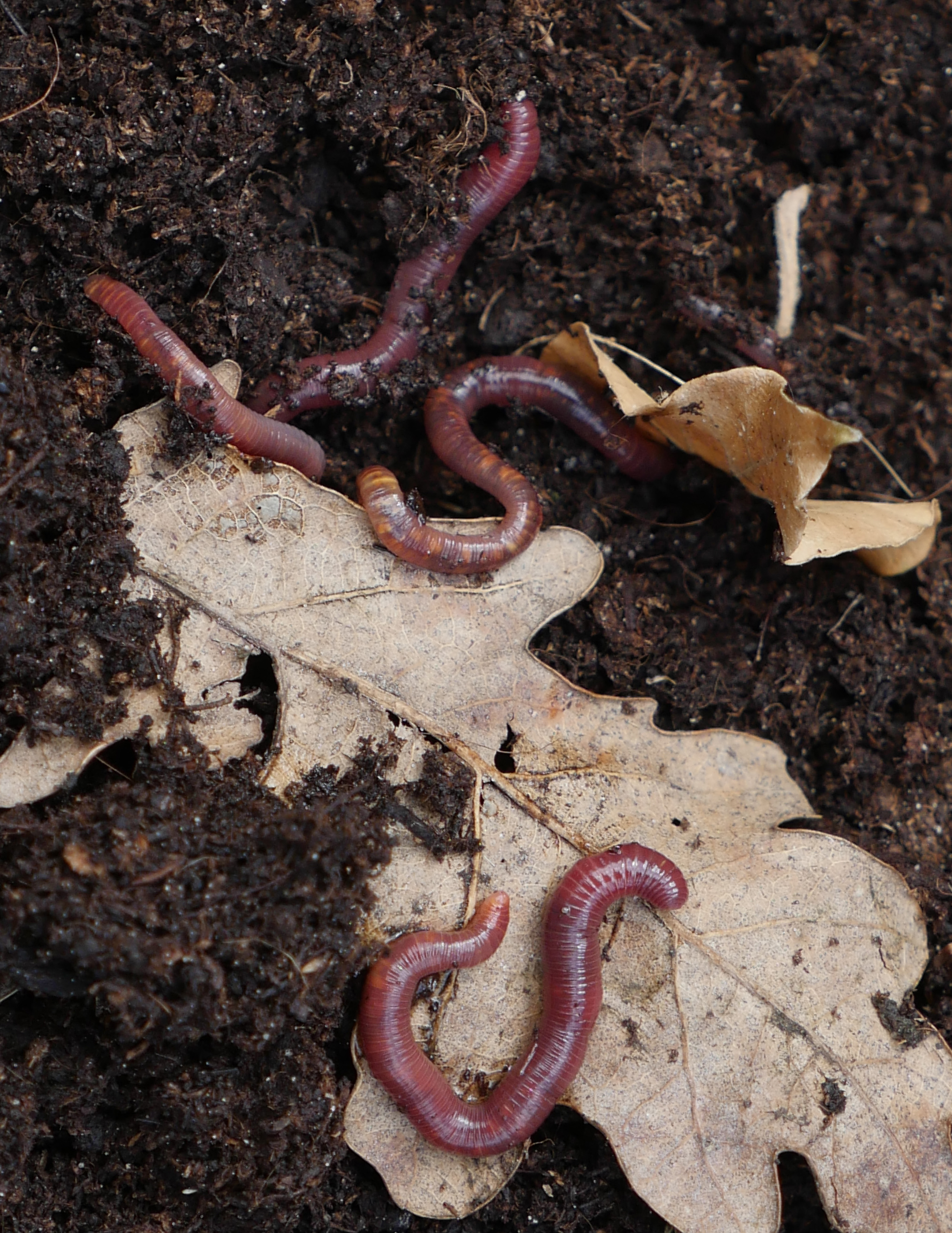 Плодовитость червей. Обыкновенный дождевой червь. Aporrectodea caliginosa серый Пашенный червь.