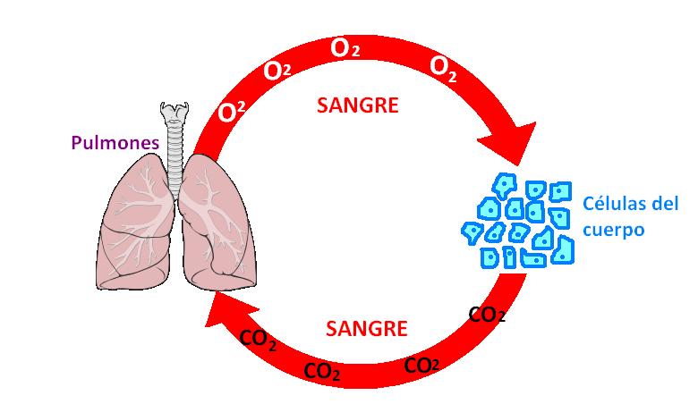 The illustration depicts the process of gas exchange in the lungs, highlighting the flow of oxygen (O₂) into the bloodstream and the delivery of carbon dioxide (CO₂) from the body cells back to the lungs.