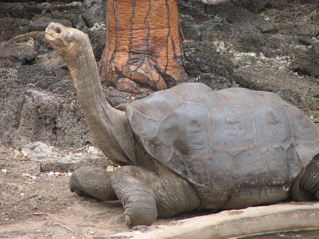 Pinta Island Tortoise at emaze Presentation