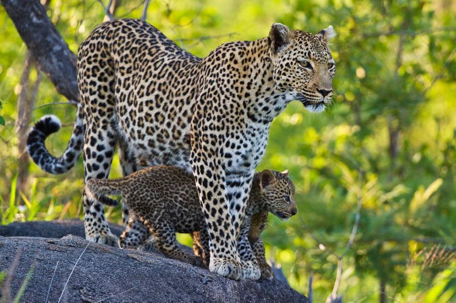 Female leopard. Леопард самка. Леопард самец. Леопард самка и самец. Самочка леопарда.