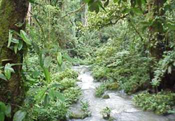 Tropical Rainforest Biome At Emaze Presentation