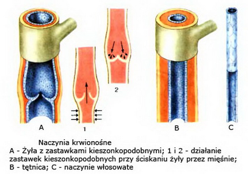 Клапаны в артериях