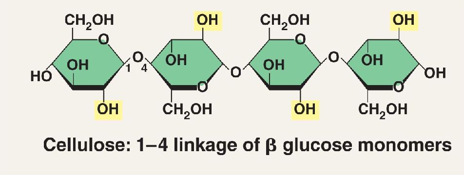 molecules-of-life-cellulose-copy1-copy2-on-emaze