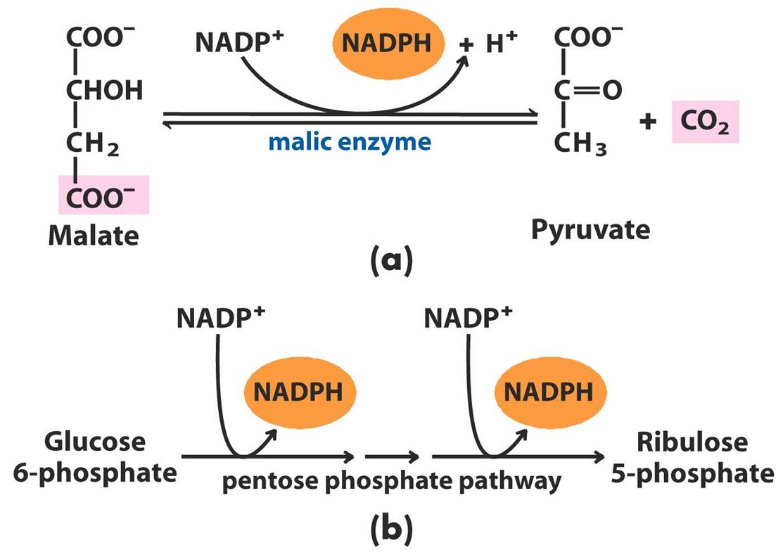 надф поглощение