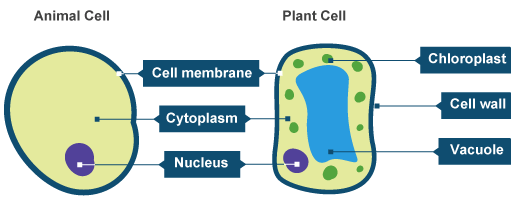 how-to-make-a-model-animal-cell-bbc-bitesize-animal-and-plant-cells