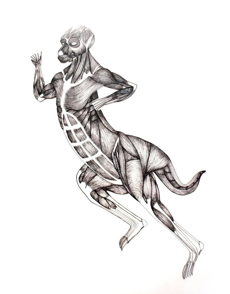 Stampino a forma di Canguro, cm.6, Inox