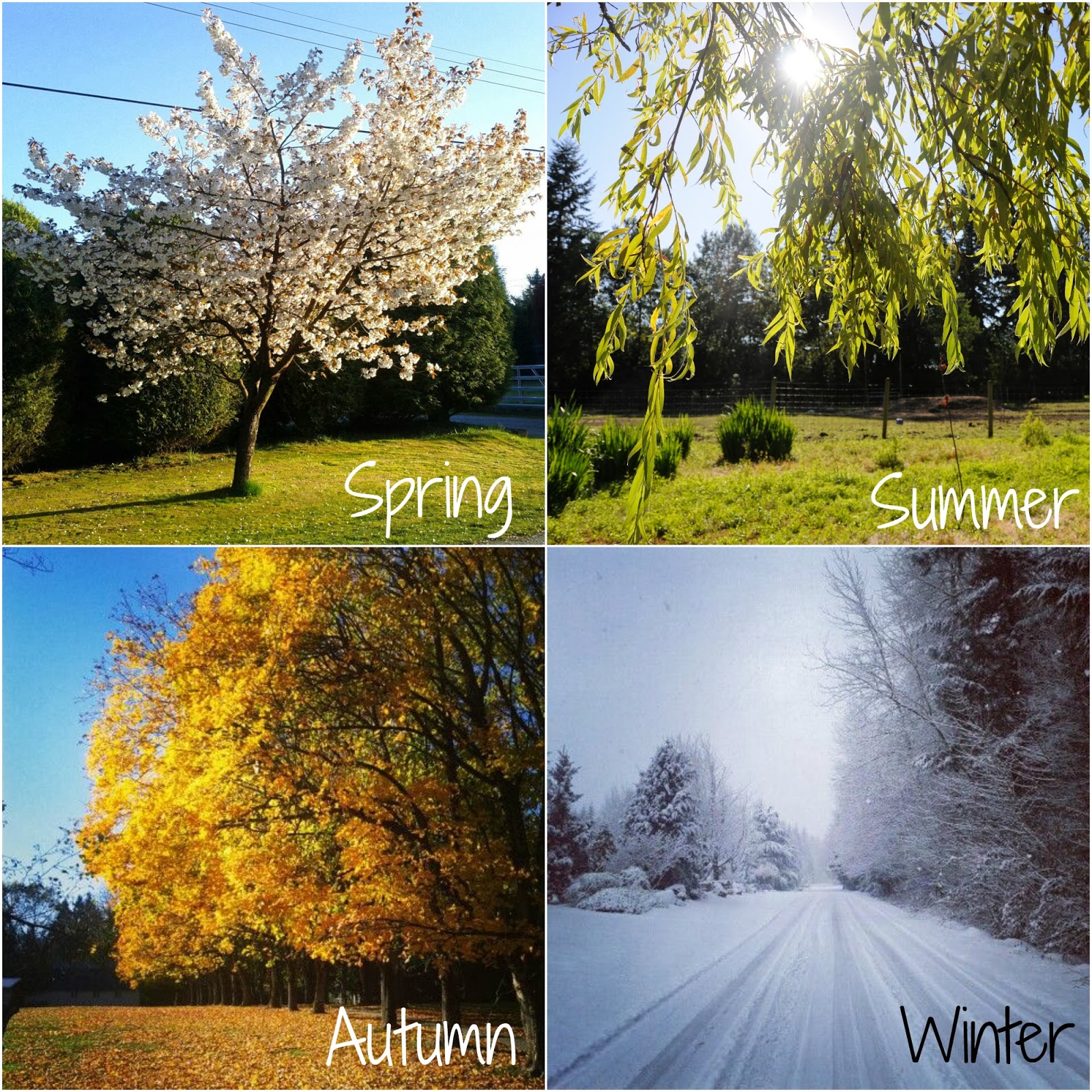 Фото осень зима лето весна осень