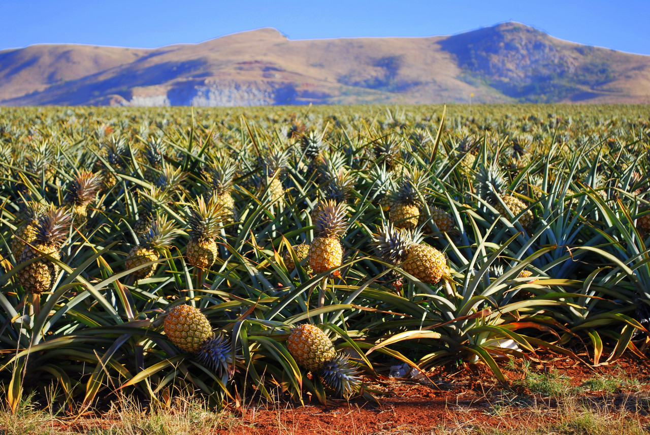 Культура и где растет. Куст ананаса. Ананас в Южной Америке. Плантация ананасов. Плантация ананасов Африка.