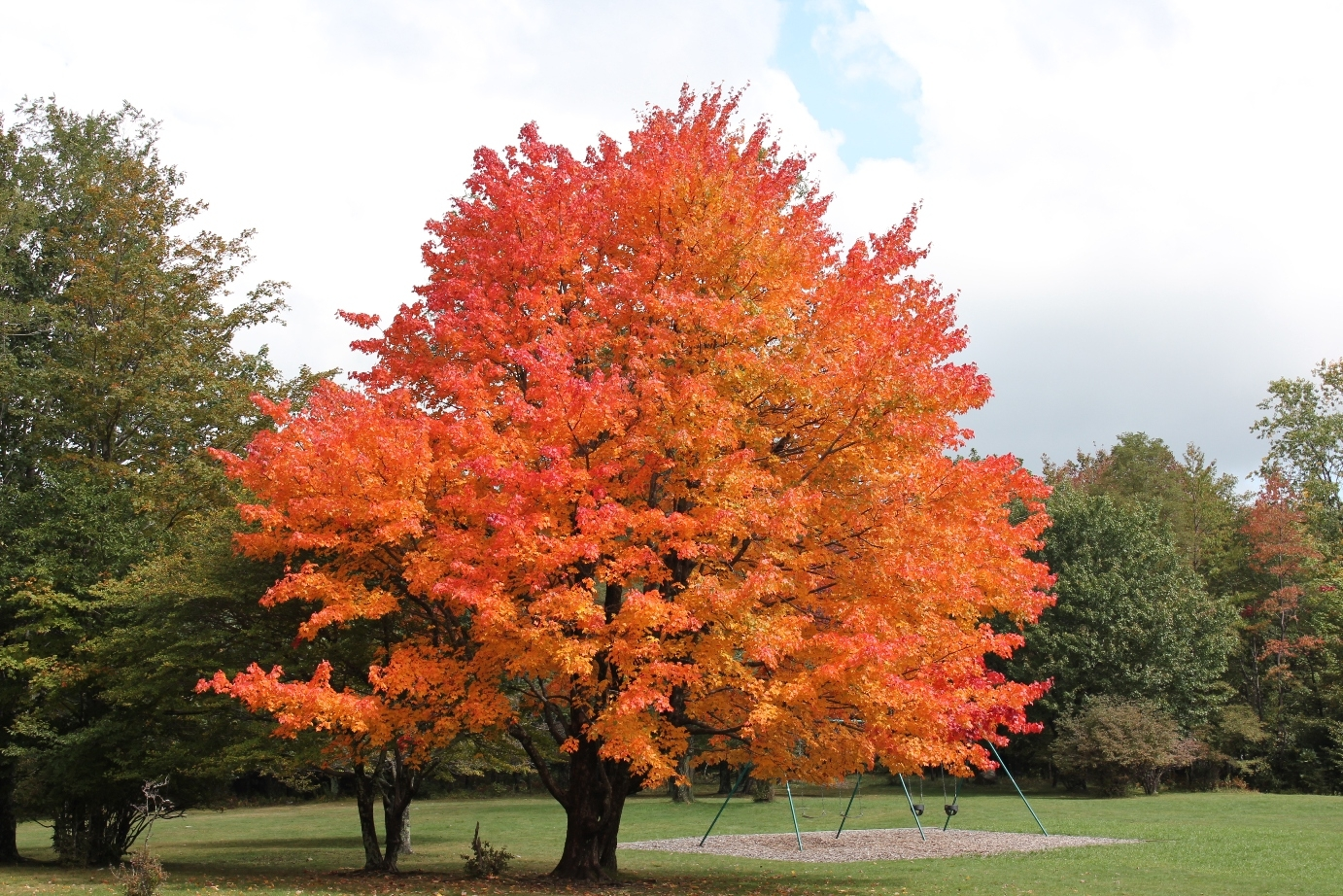 Maple. Клен канадский остролистный. Клен канадский остролистный красный. Клен сахарный — Acer Saccharum. Клен остролистный осенью.