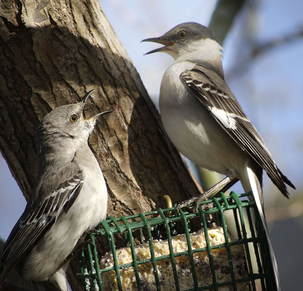 Mockingbird Mating mockingbird at emaze Presentation