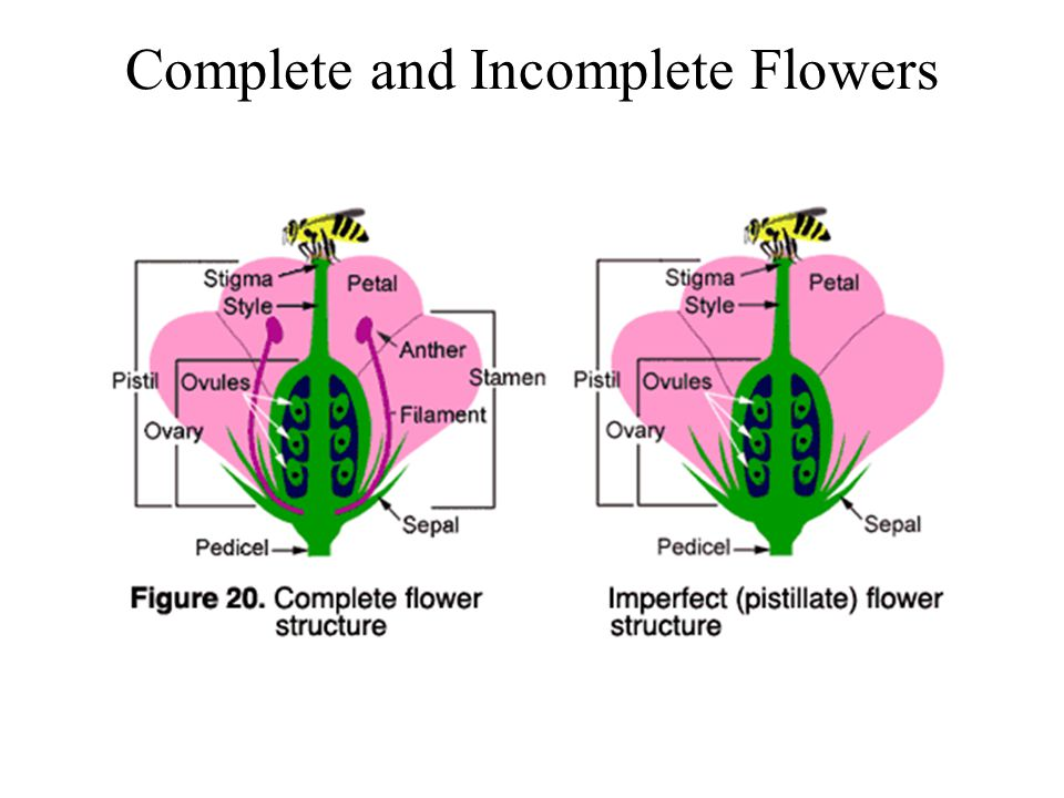 complete-incomplete-on-emaze