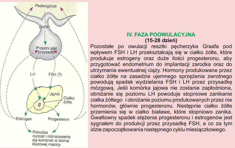 Regulacja Hormonalna On Emaze 2232