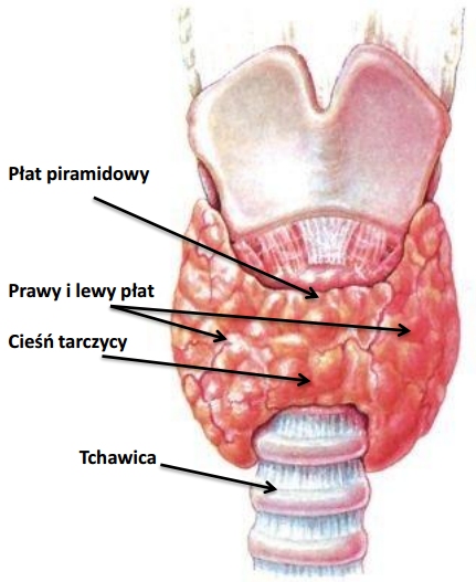 Glandula латынь. Гландуля Тиреоидеа д-6.