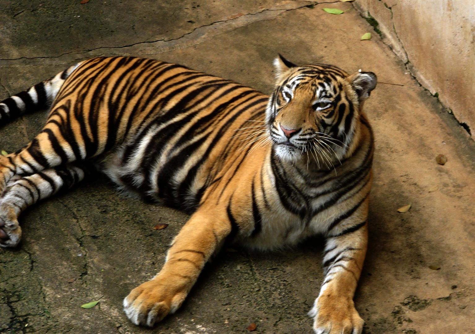 AS Bio: Endangered Animals - Bengal Tiger at emaze Presentation