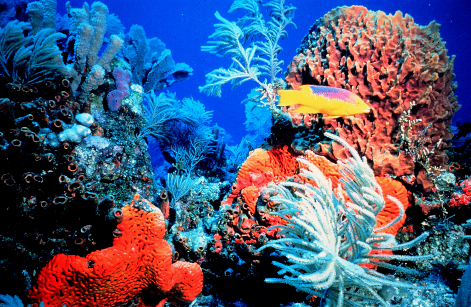 Marine Biology on emaze