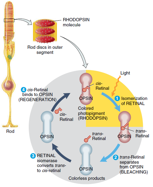 Механизм родопсина. Родопсин и ретиналь. Ретинол родопсин. Родопсин связан с g‑белком.