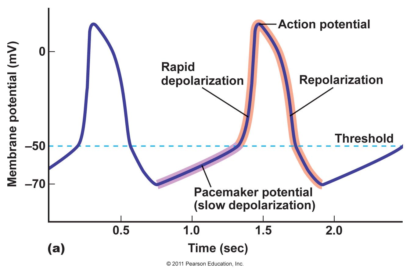 Late potentials. Pacemaker Action potential. Cardiac Action potential Pacemaker. Funny channels физиология. Threshold in Action potential.