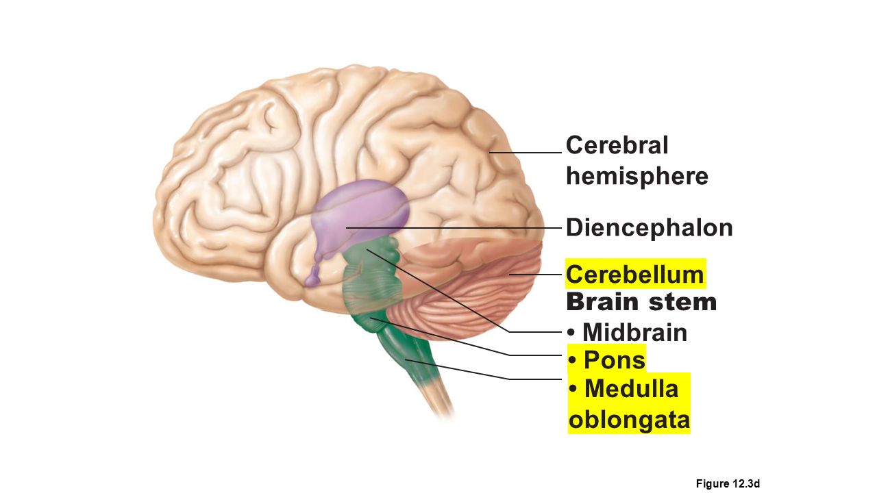 He is a brain. Pons brainstem. Медулла облонгата. Brainstem Pons Cerebrum. Pons Anatomy Brain.