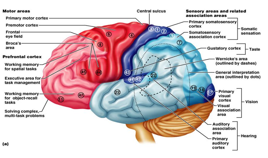 Die area. Premotor Cortex. Functional Brain areas. Anatomy and functional areas of the Brain. Cerebral Cortex function.