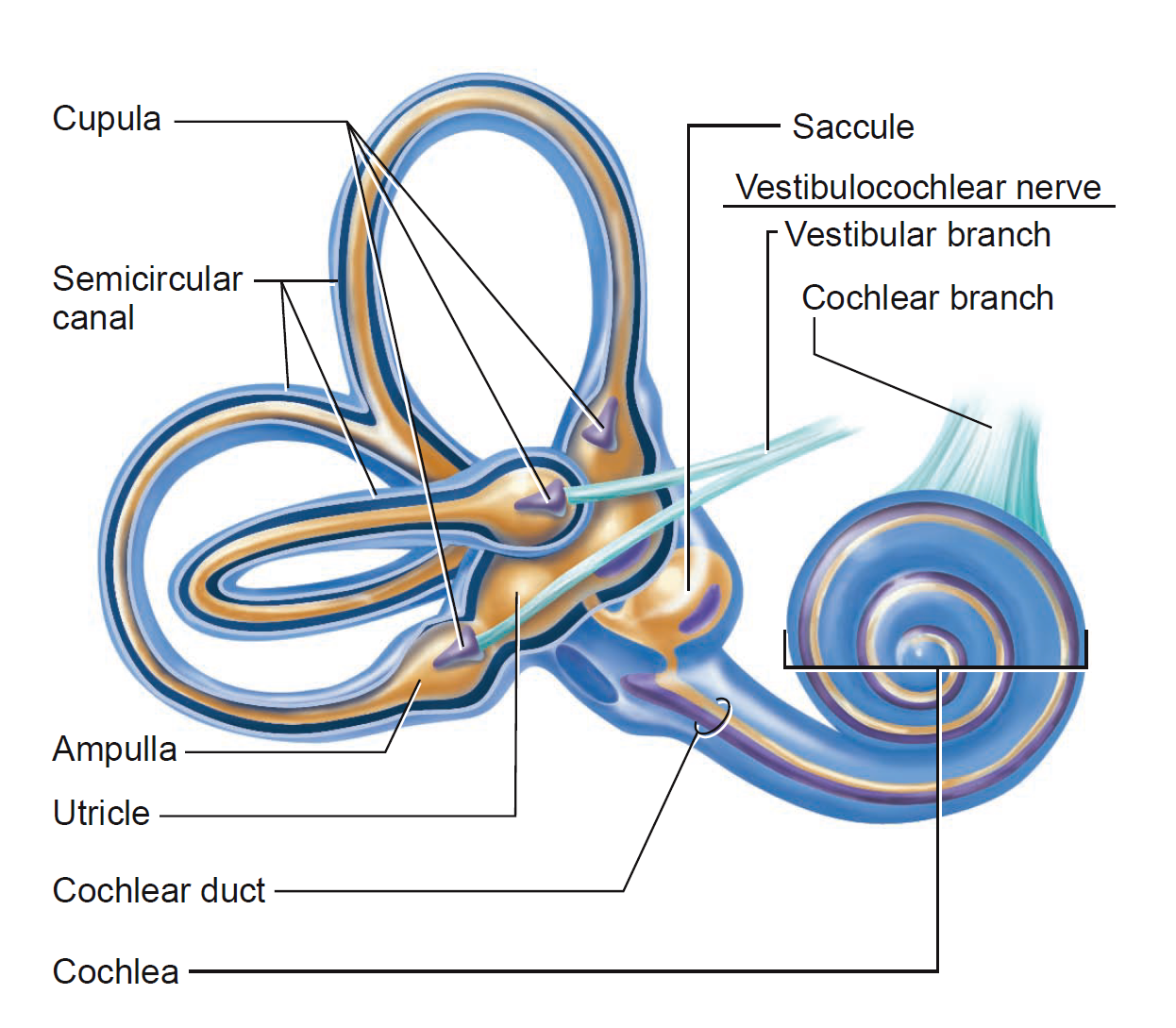 Hearing & Equilibrium on emaze