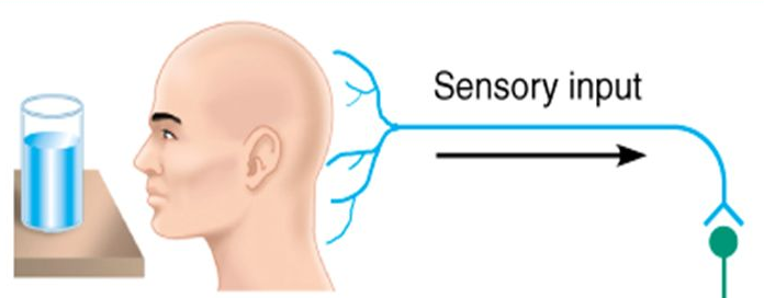 Sensory Nervous System on emaze