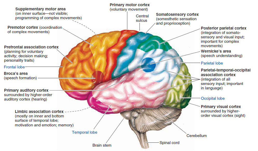 Проекционные зоны коры головного мозга. Кортекс мозг кора. Pre-supplementary Motor area. Anatomy and functional areas of the Brain.