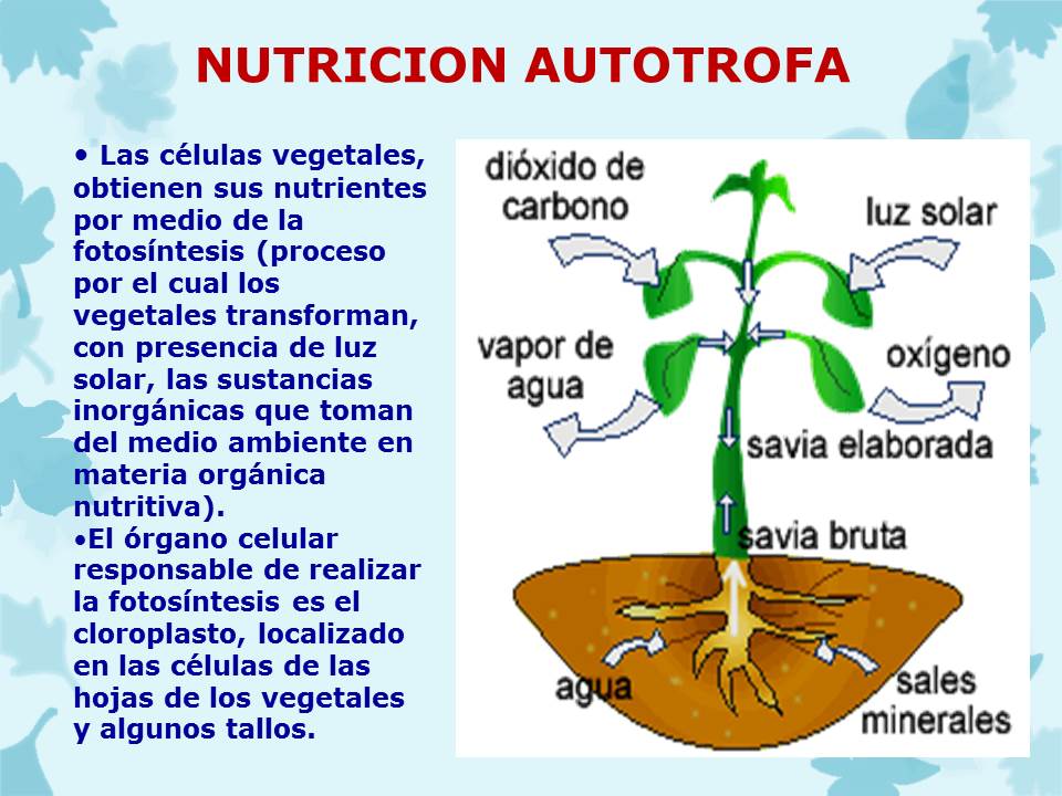 Que es la nutricion autotrofa