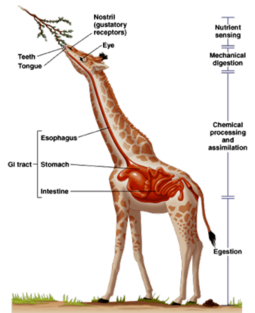 giraffes their system stomachs circulatory emaze four digestion food