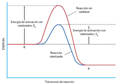 Resultado de imagen de reaccion catalizada/reaccion sin catalizar