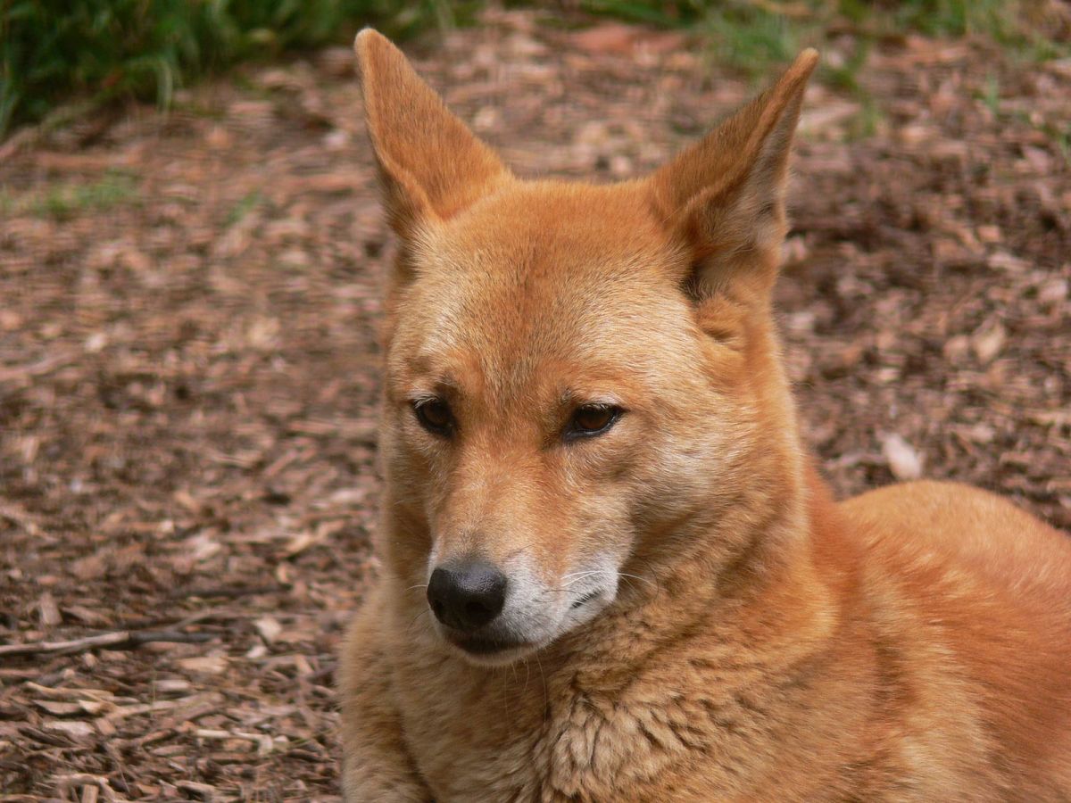 The Dingo on emaze